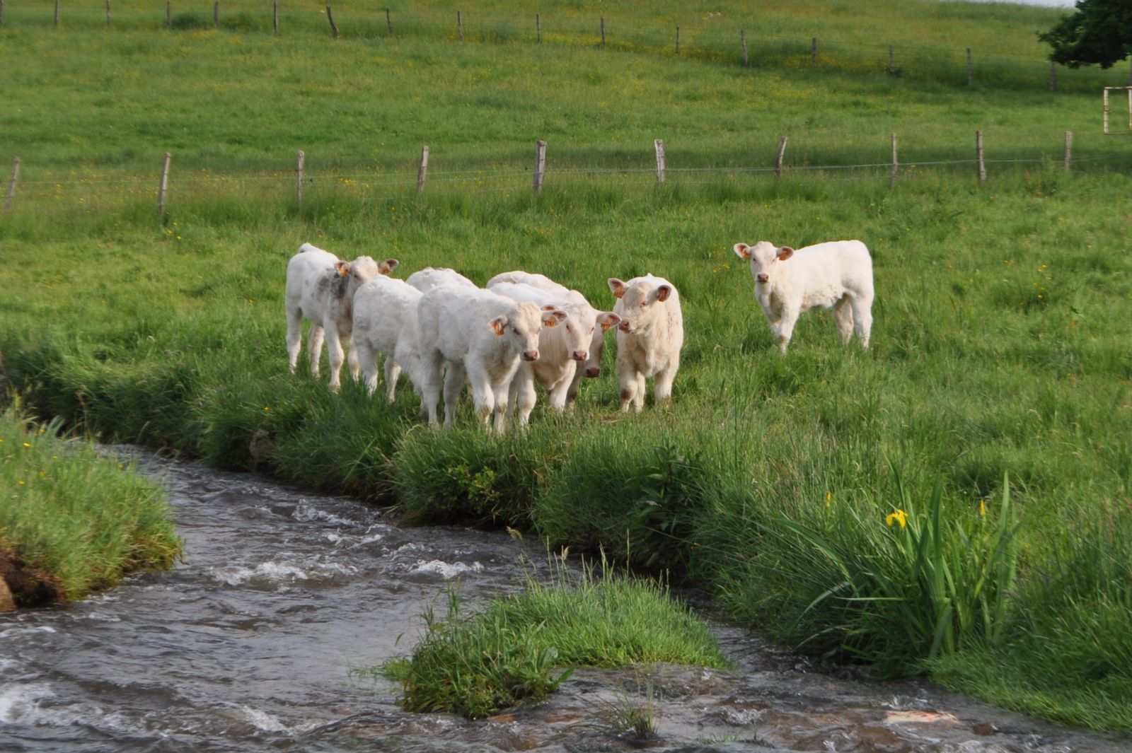 A partir du 1er Septembre le Musée de l' Elevage et du Charolais passe à l'heure d'Automne Il sera ouvert de 14 h à  17h, tous les samedis, dimanches, & Jour fériés, jusqu'au 1er Novembre inclus N'oubliez pas les Journées du Patrimoine le samedi 17 et dimanche 18 Septembre de 14 h à 17 h Entrée gratuite au Musée Ainsi que la fête des Savoirs le samedi 8 Octobre de 14 h à 18 h Entrée gratuite au Musée